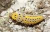 Halyzia sedecimguttata